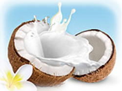 Premium Bio-Kokosnuss Produkte